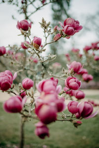 Close-up of pink flowering plant