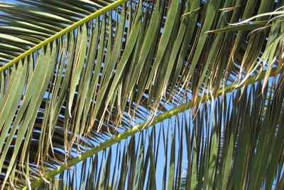 Low angle view of palm tree leaves