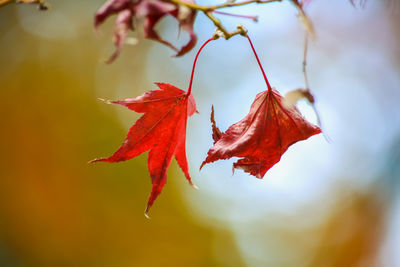 Close-up of dry maple leaf during autumn