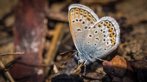 Close-up of butterfly on flower