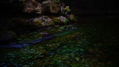 Close-up of moss growing in forest