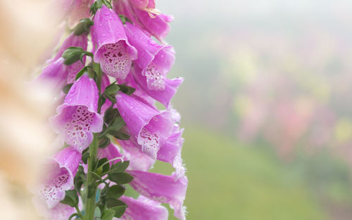 Close-up of pink flowering plant