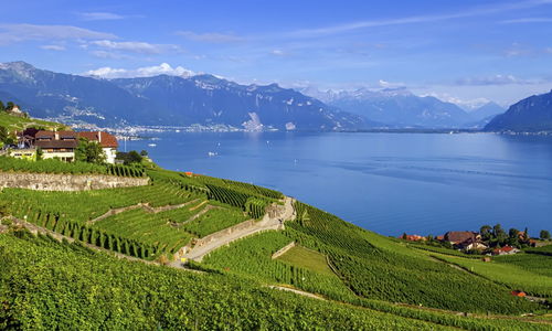 Lavaux region with vineyard and geneva lake by day, vaud, switzerland