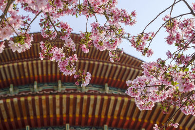 Low angle view of palm tree
