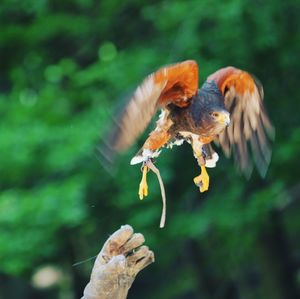 Close-up of hand feeding bird