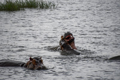 Horse in the sea