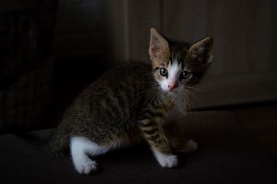 Portrait of a cat