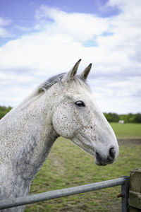 Close-up of a horse in ranch against sky