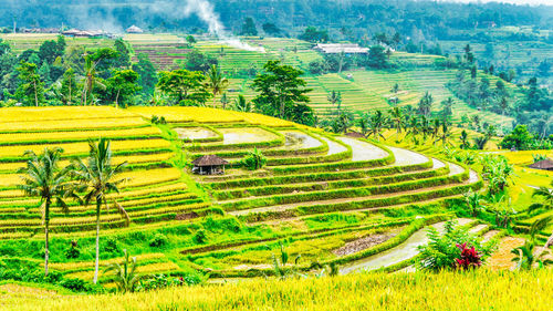 Scenic view of agricultural field