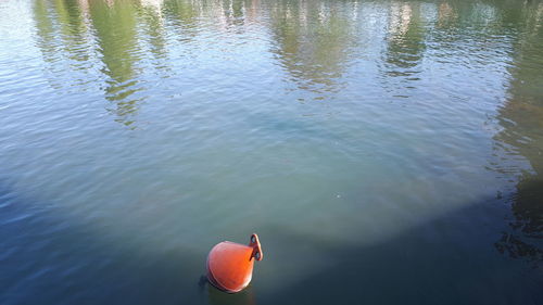 High angle view of duck swimming in lake