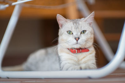 Close-up of cat