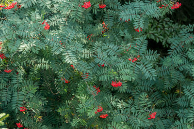 High angle view of red berries growing on plant