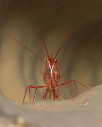 Lysmata pederseni, the peppermint shrimp