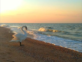 Seagulls on beach during sunset