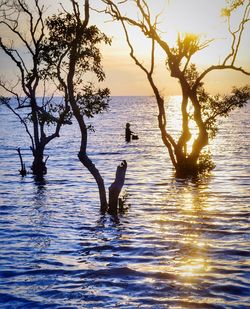 Swan swimming in lake against sky during sunset