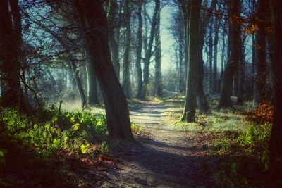 Trees in forest