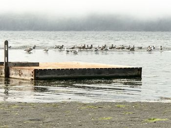 Birds perching on sea against sky