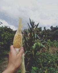 Cropped hand of woman holding corn on field