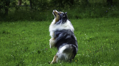 View of a dog on field