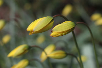 Close-up of yellow flowering plant