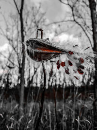 Close-up of insect on twig