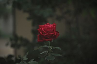 Close-up of red flower blooming outdoors