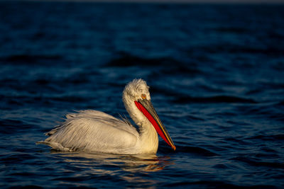 Close-up of pelican