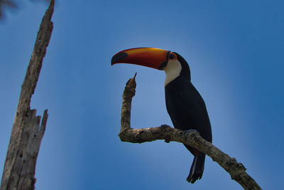 Low angle view of bird perching on a tree