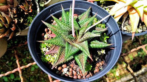 High angle view of succulent plant in pot