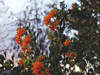 Close-up of red flowers