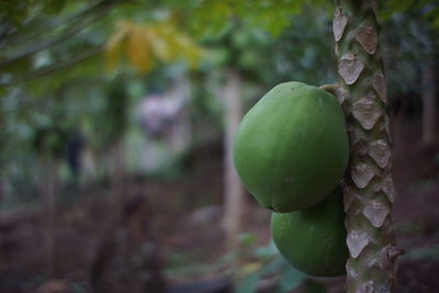 Close-up of fruit growing on tree