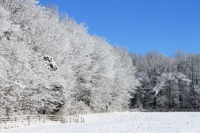 Snow covered trees against clear sky