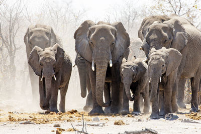 Elephants standing on road during sunny day