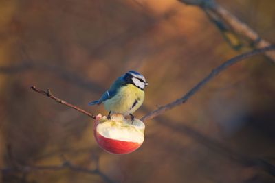 Close-up of bird perching on apple