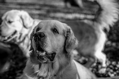 Close-up of dog looking away outdoors