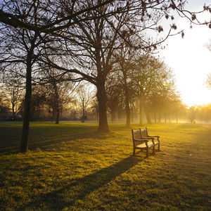 Bench by bare trees on grassy field during sunrise