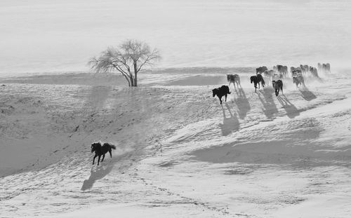 Dog on sand in winter