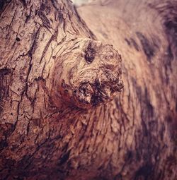 Close-up of tree trunk