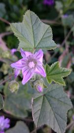 Close-up of flower