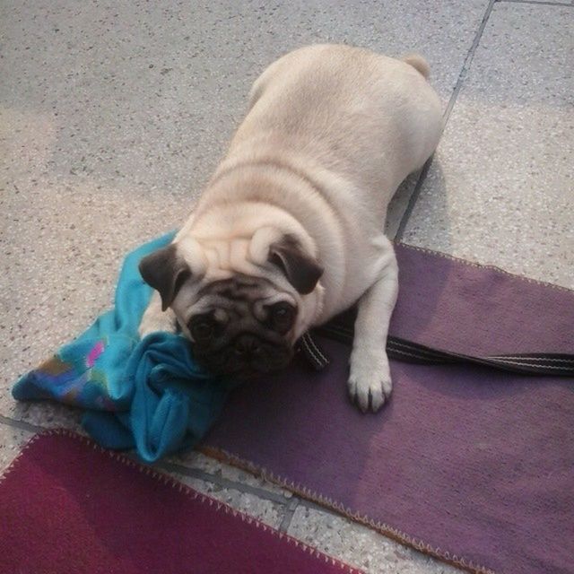 HIGH ANGLE VIEW OF DOG RELAXING ON FLOOR