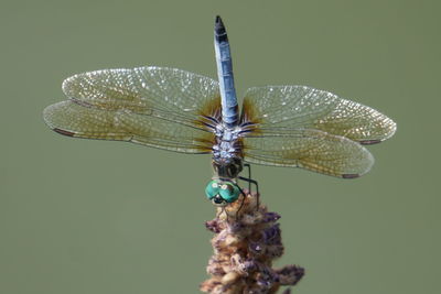 Close-up of dragonfly on flower