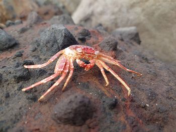 Close-up of spider on rock