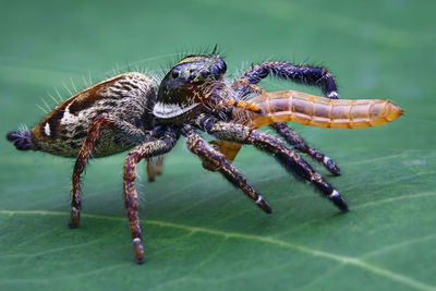 Close-up of insect