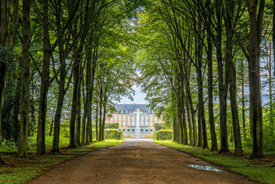 Narrow pathway along trees