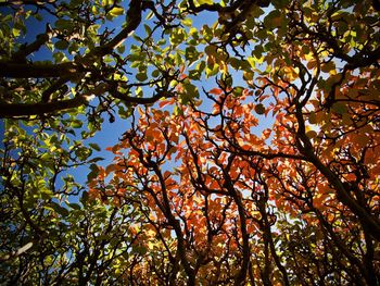 Low angle view of tree in forest