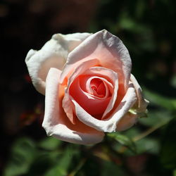 Close-up of rose flower