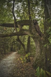 Narrow pathway along trees