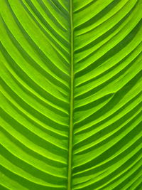 Full frame shot of palm leaves