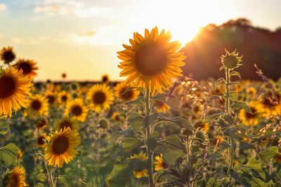 Close-up of sunflower on field against sky