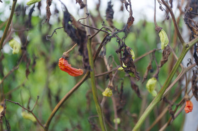 Close-up of red berries growing on tree